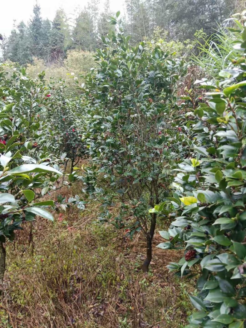茶花工程绿化苗木花卉种植