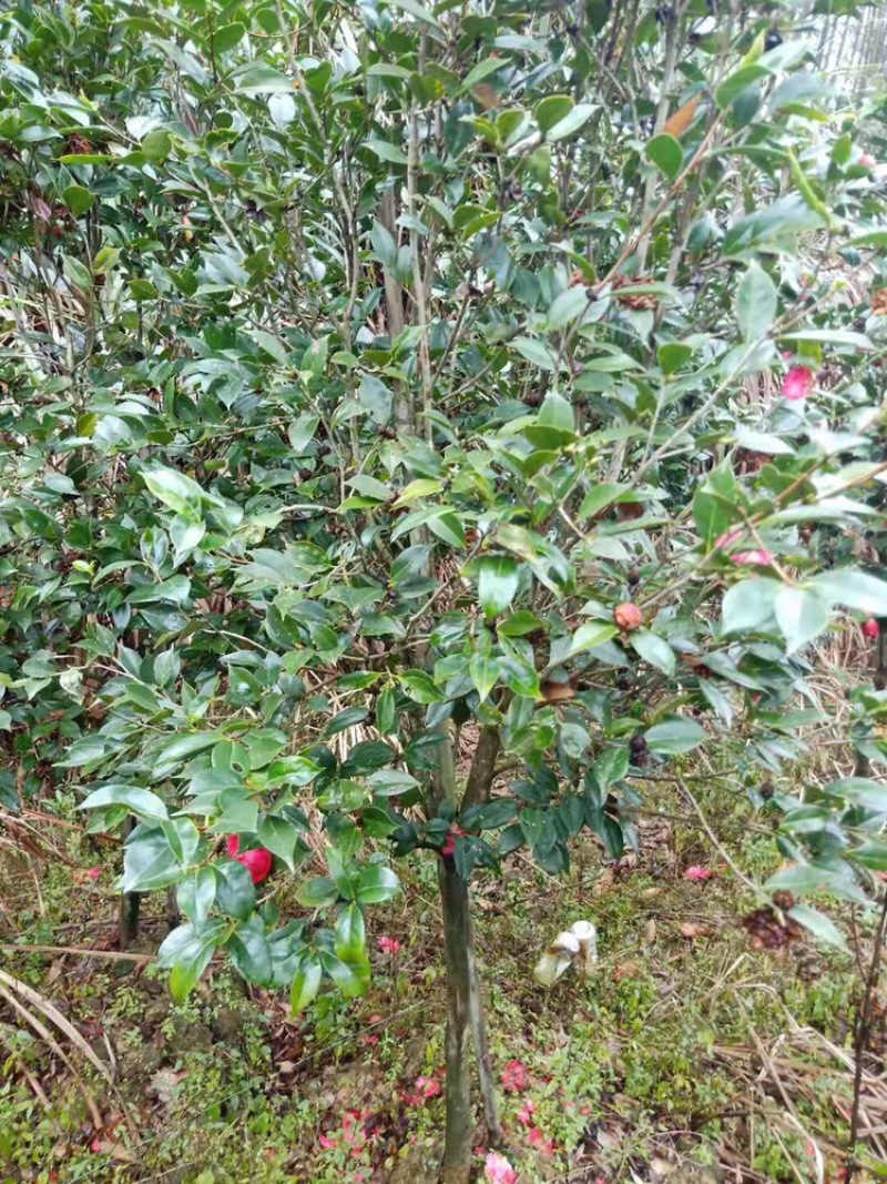 茶花工程绿化苗木花卉种植