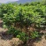 茶花工程绿化苗木花卉种植