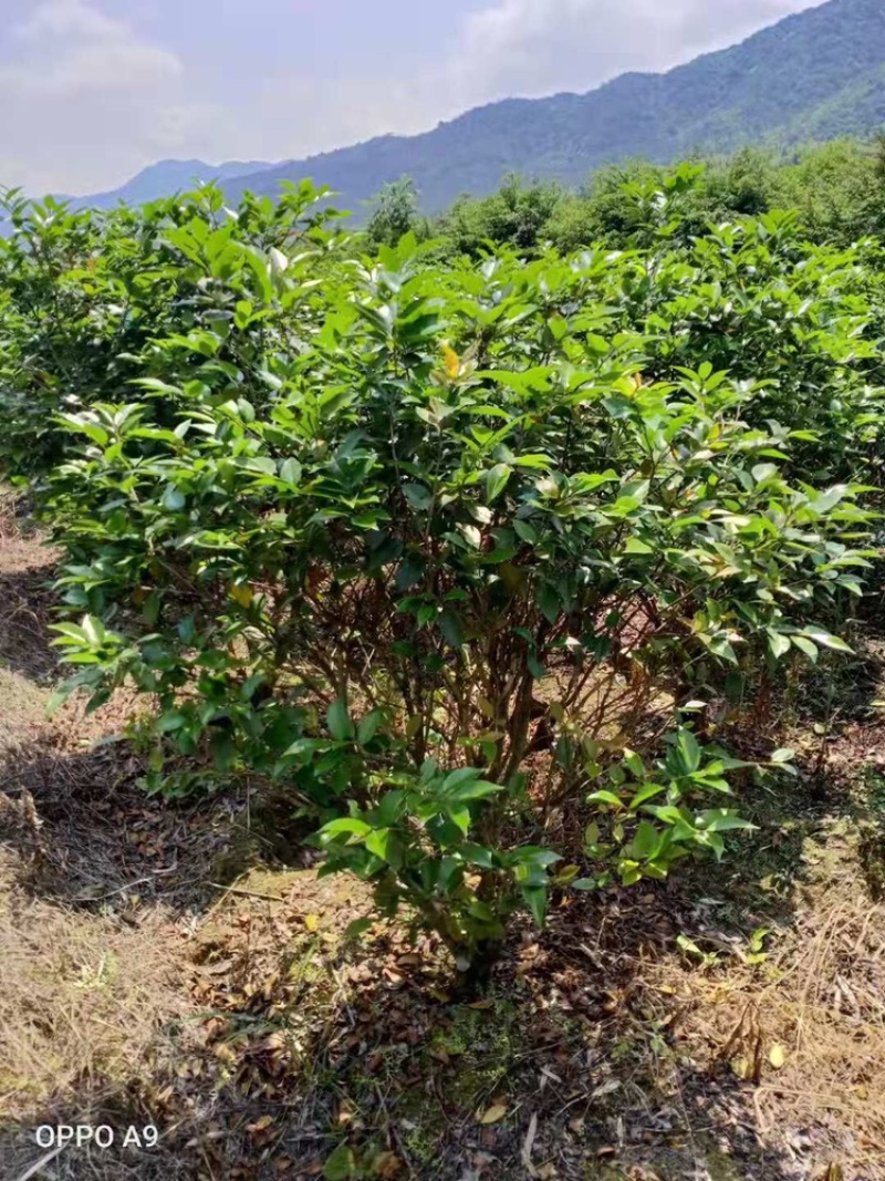 茶花工程绿化苗木花卉种植