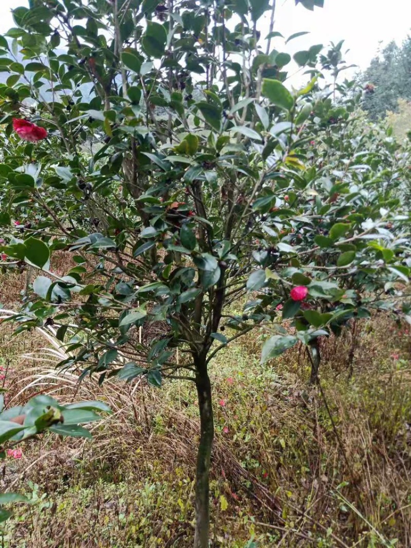 茶花工程绿化苗木花卉种植