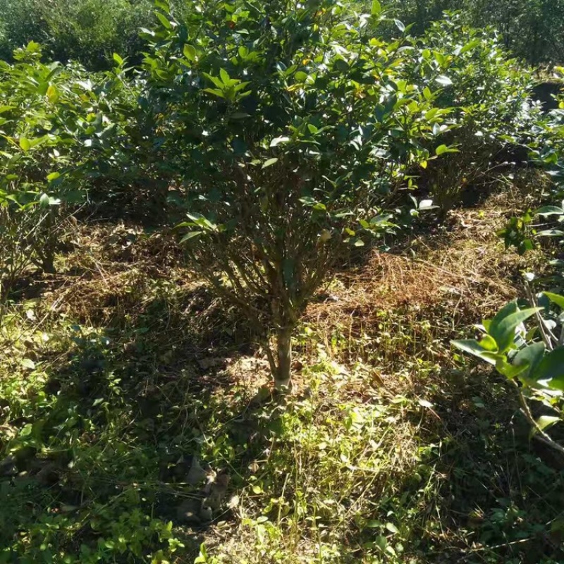 茶花工程绿化苗木花卉种植