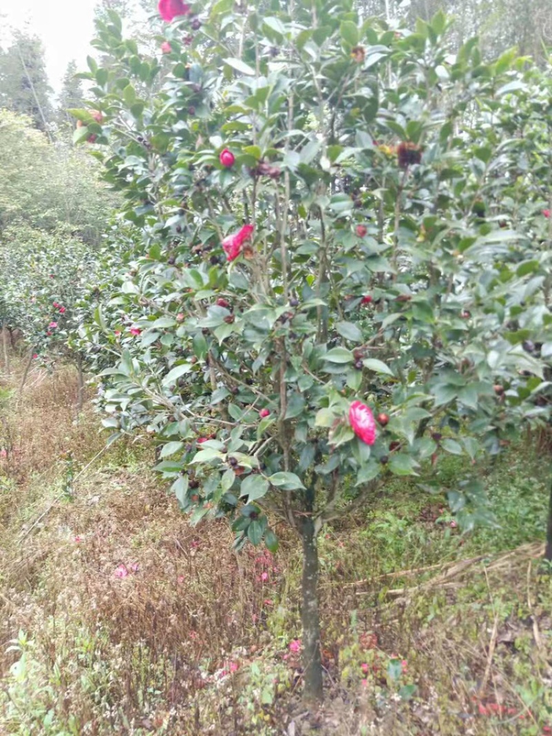 茶花工程绿化苗木花卉种植