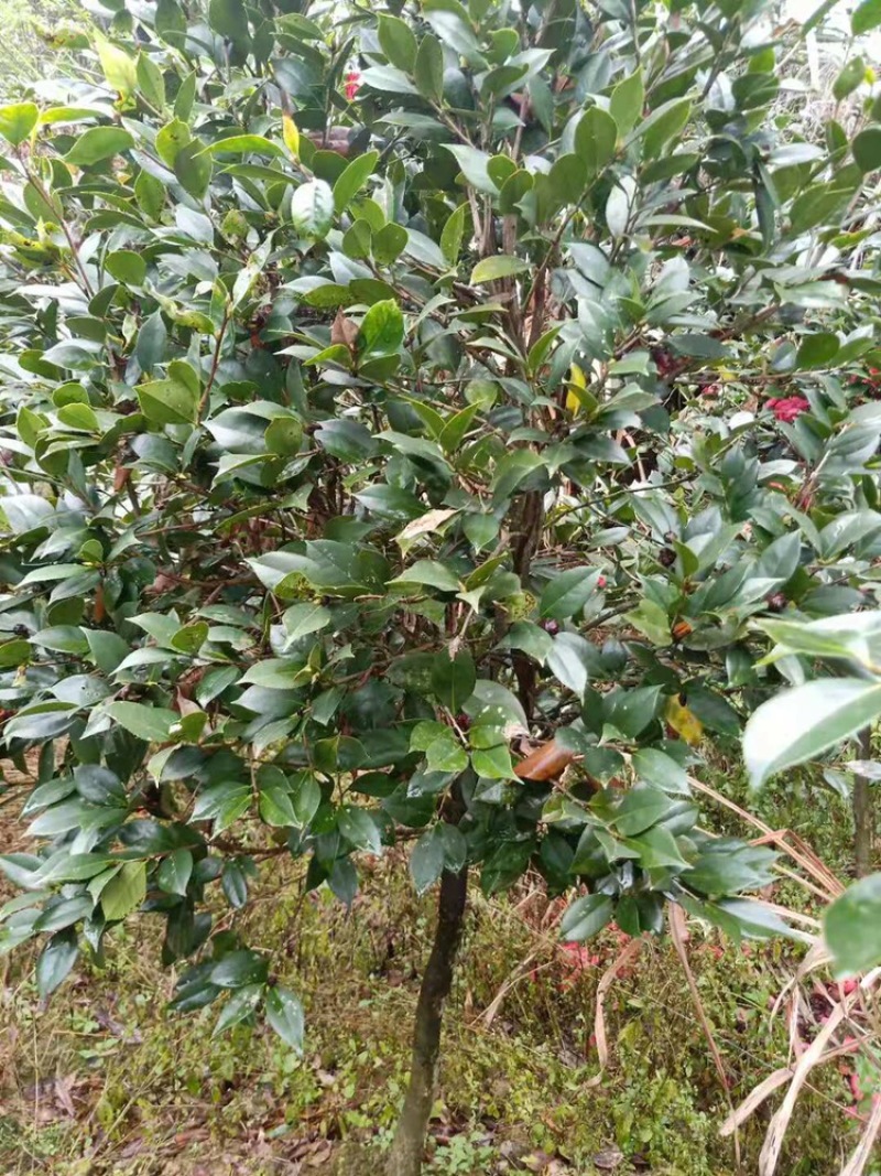 茶花工程绿化苗木花卉种植