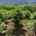 茶花工程绿化苗木花卉种植