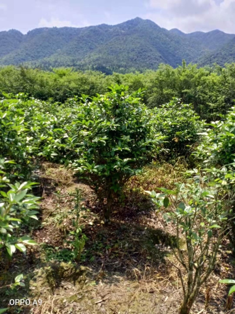 茶花工程绿化苗木花卉种植