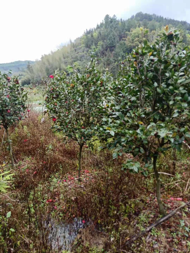 茶花工程绿化苗木花卉种植