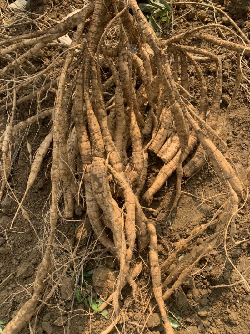牛大力种苗，高产苗，提供种植技术，包回收