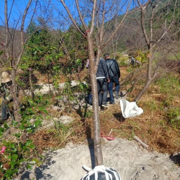 樱花中国红福建山樱花