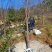 樱花中国红福建山樱花