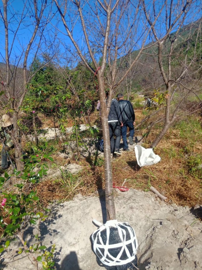 樱花中国红福建山樱花