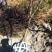 樱花中国红福建山樱花
