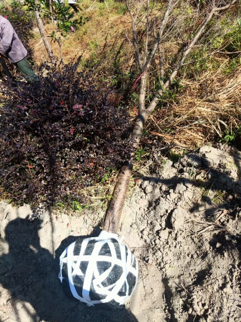 樱花中国红福建山樱花