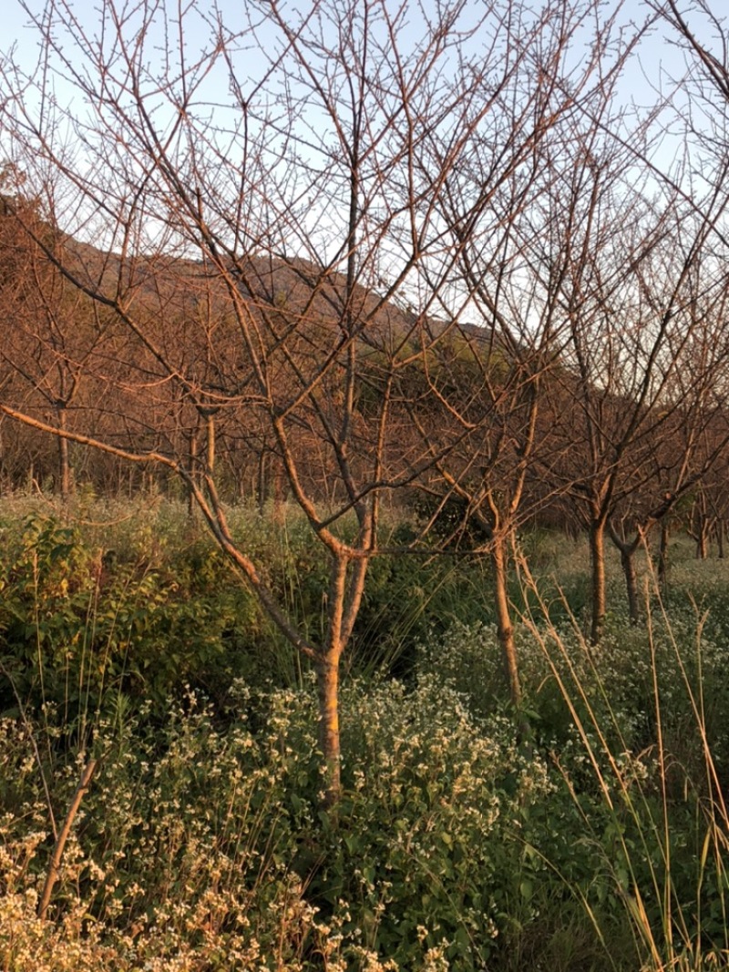 樱花中国红福建山樱花