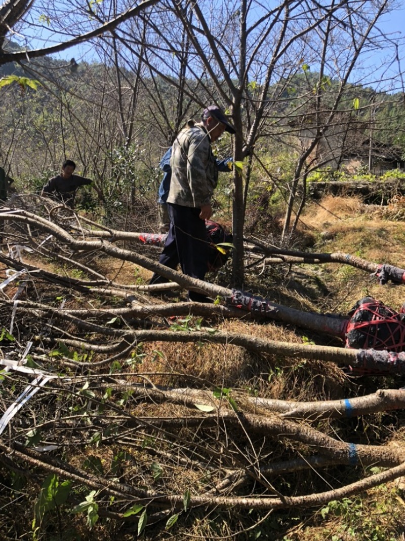 樱花中国红福建山樱花