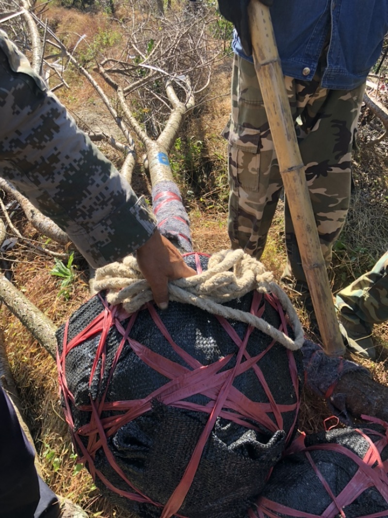 樱花中国红福建山樱花