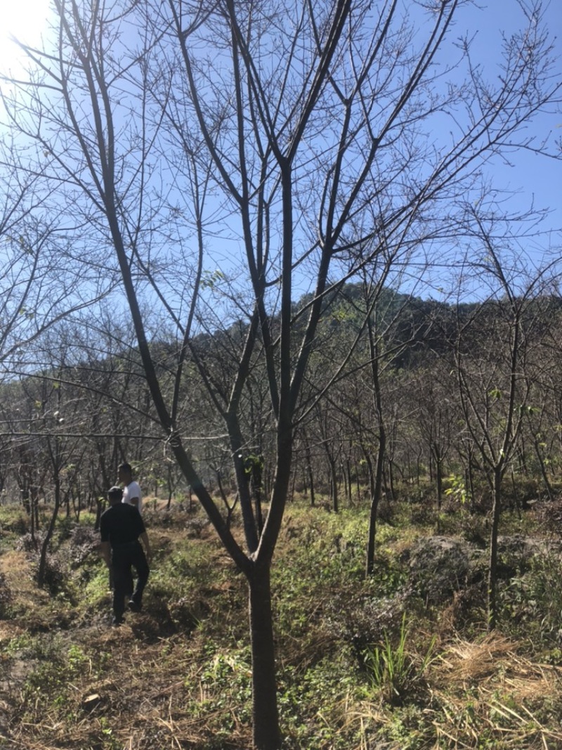 樱花中国红福建山樱花