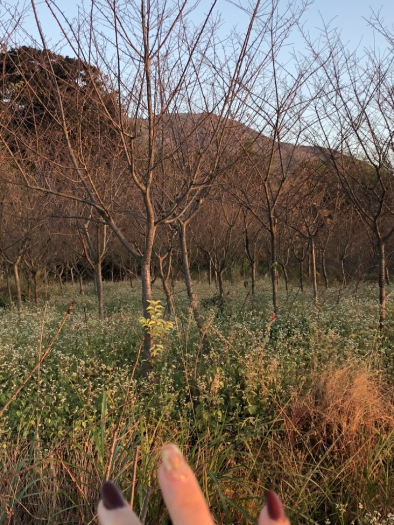 樱花中国红福建山樱花