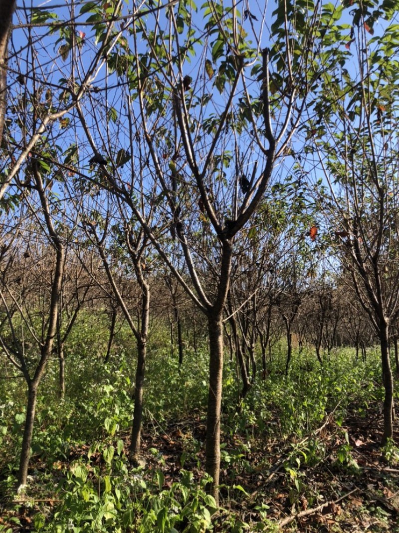 樱花中国红福建山樱花