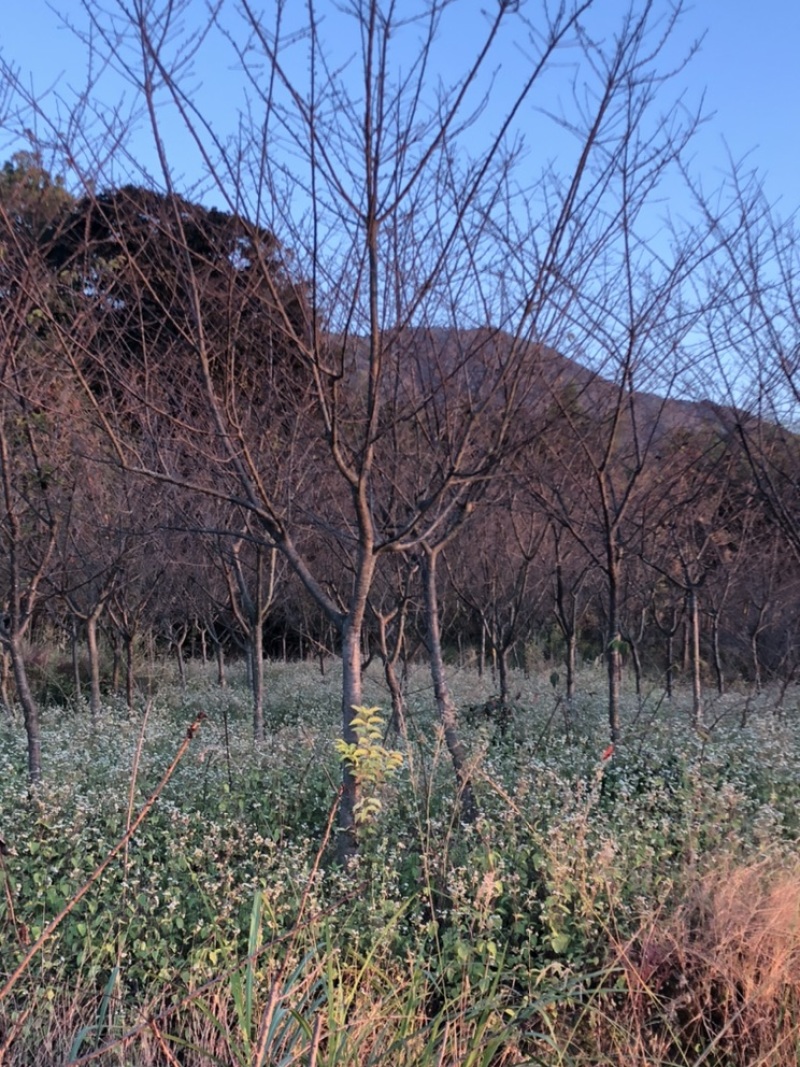 樱花中国红福建山樱花