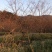 樱花中国红福建山樱花