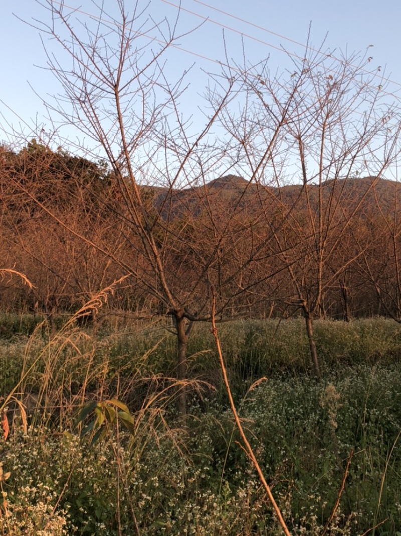 樱花中国红福建山樱花