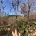 樱花中国红福建山樱花