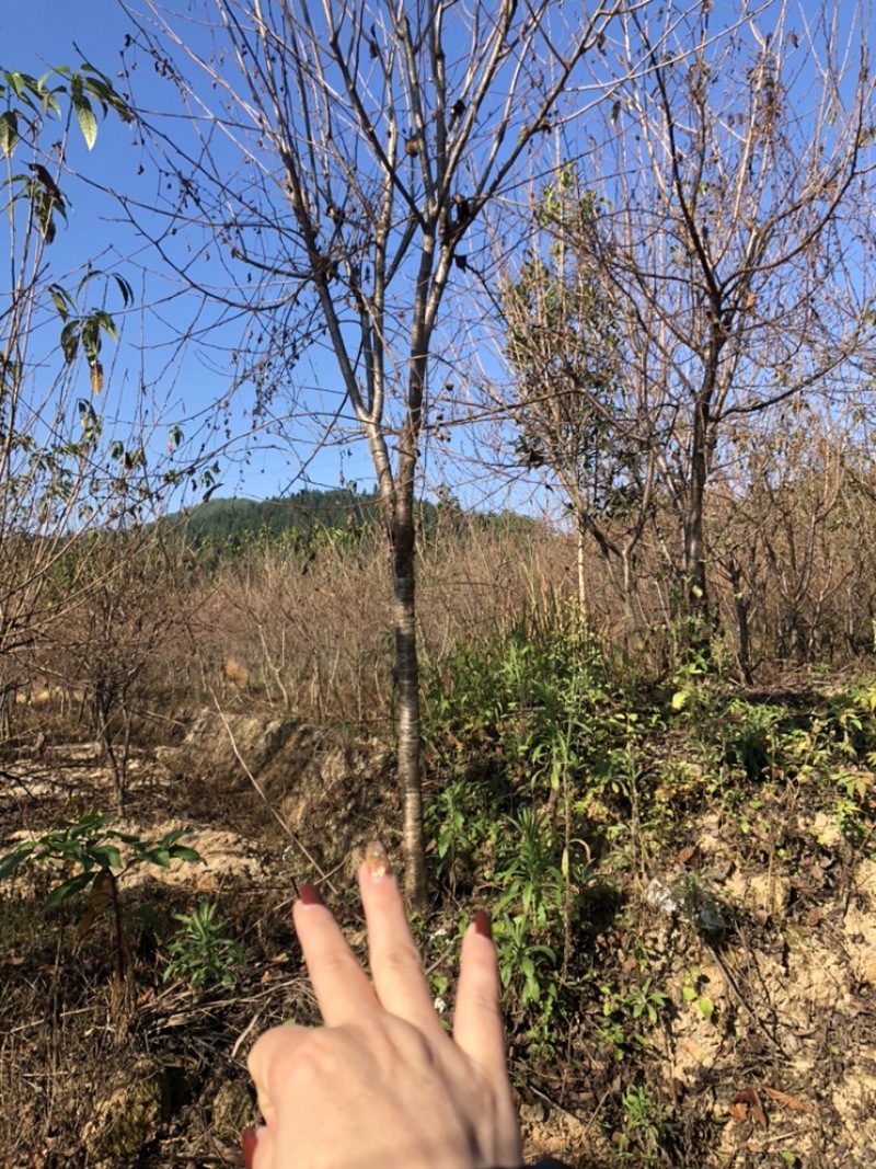 樱花中国红福建山樱花
