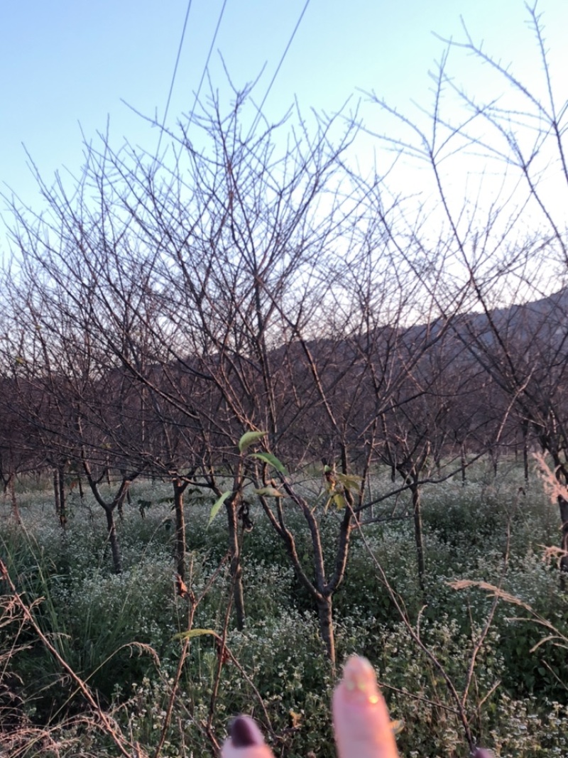 樱花中国红福建山樱花