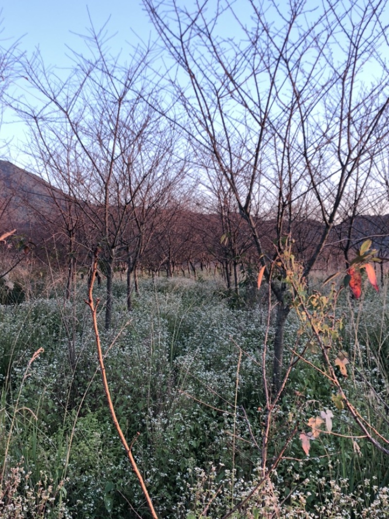 樱花中国红福建山樱花