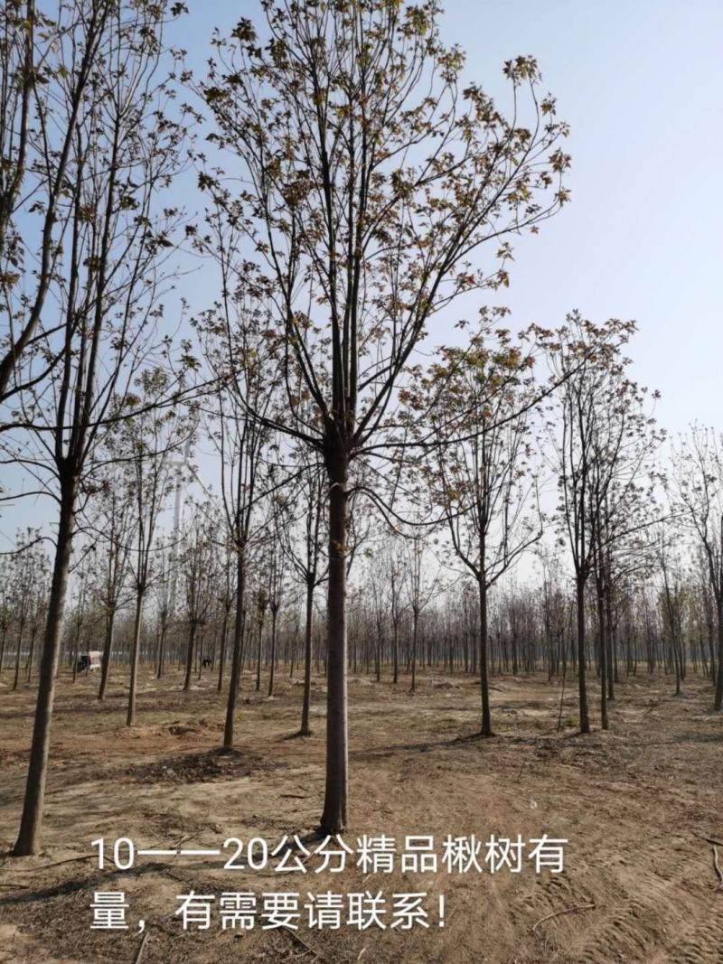 楸树10，12，15，18公分楸树种植基地