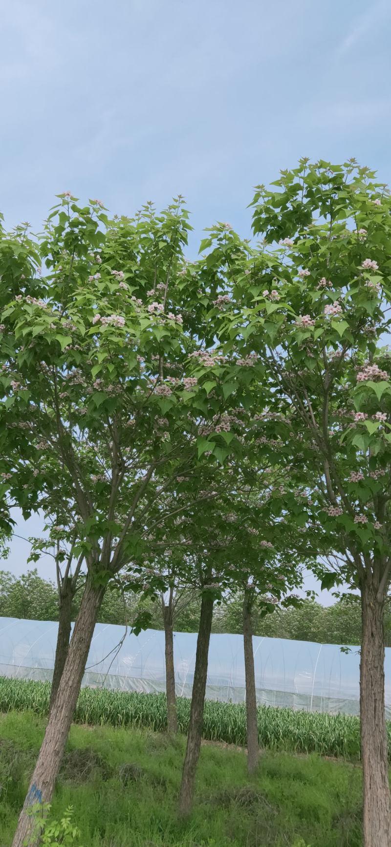 楸树10，12，15，18公分楸树种植基地