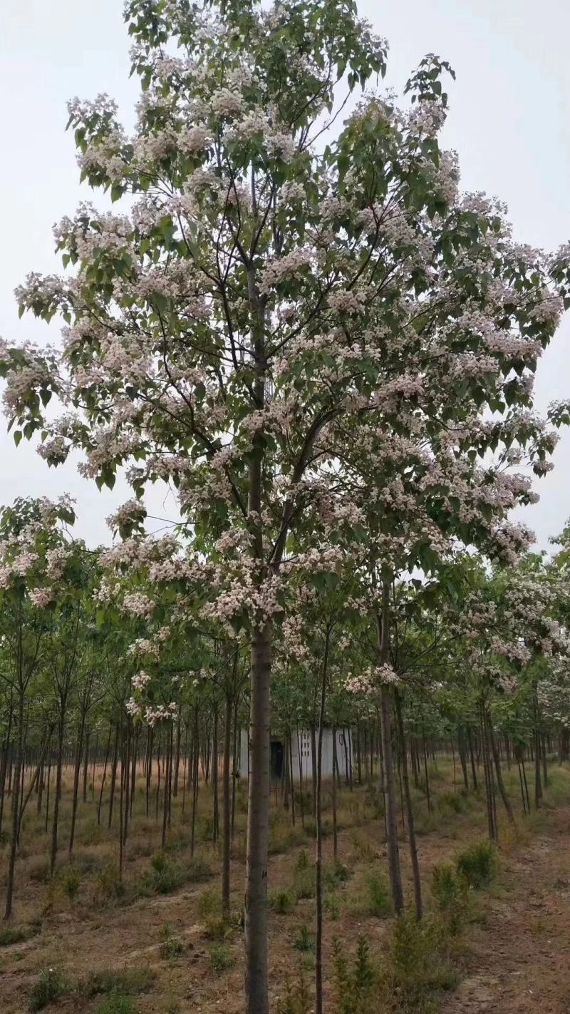 楸树10，12，15，18公分楸树种植基地