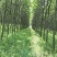 楸树10，12，15，18公分楸树种植基地