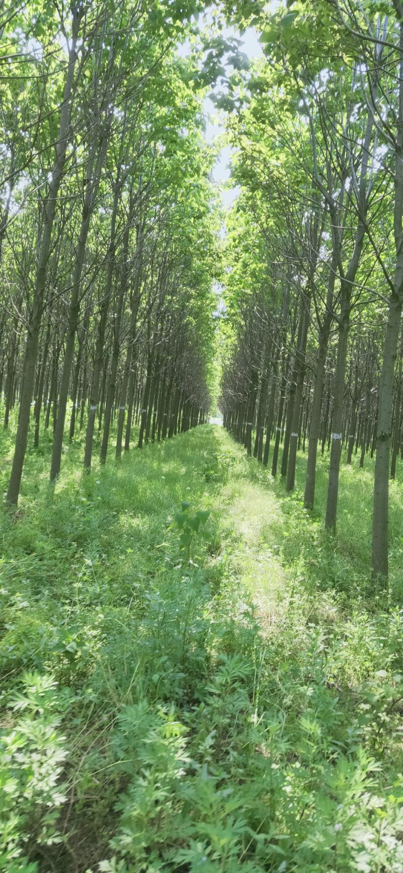 楸树10，12，15，18公分楸树种植基地