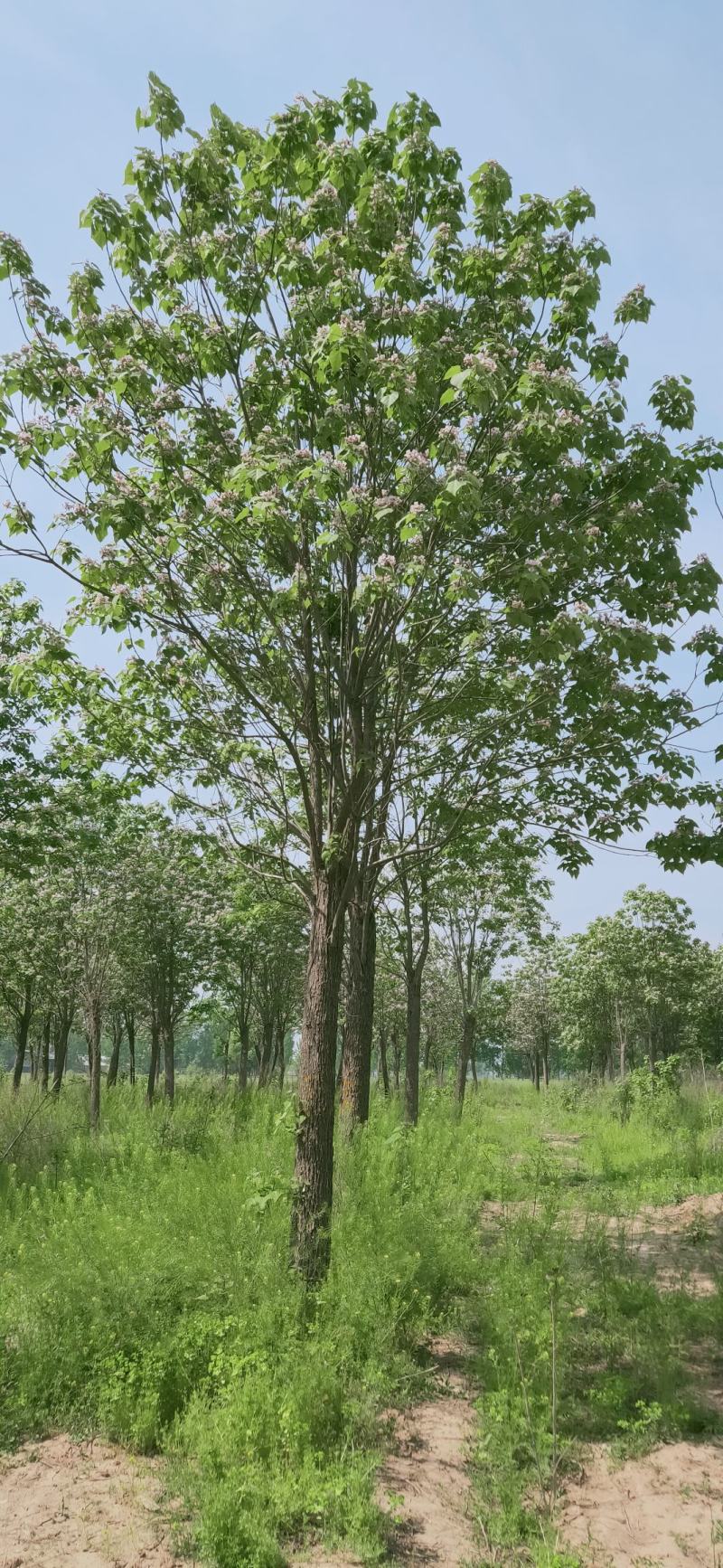 楸树10，12，15，18公分楸树种植基地
