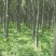 楸树10，12，15，18公分楸树种植基地