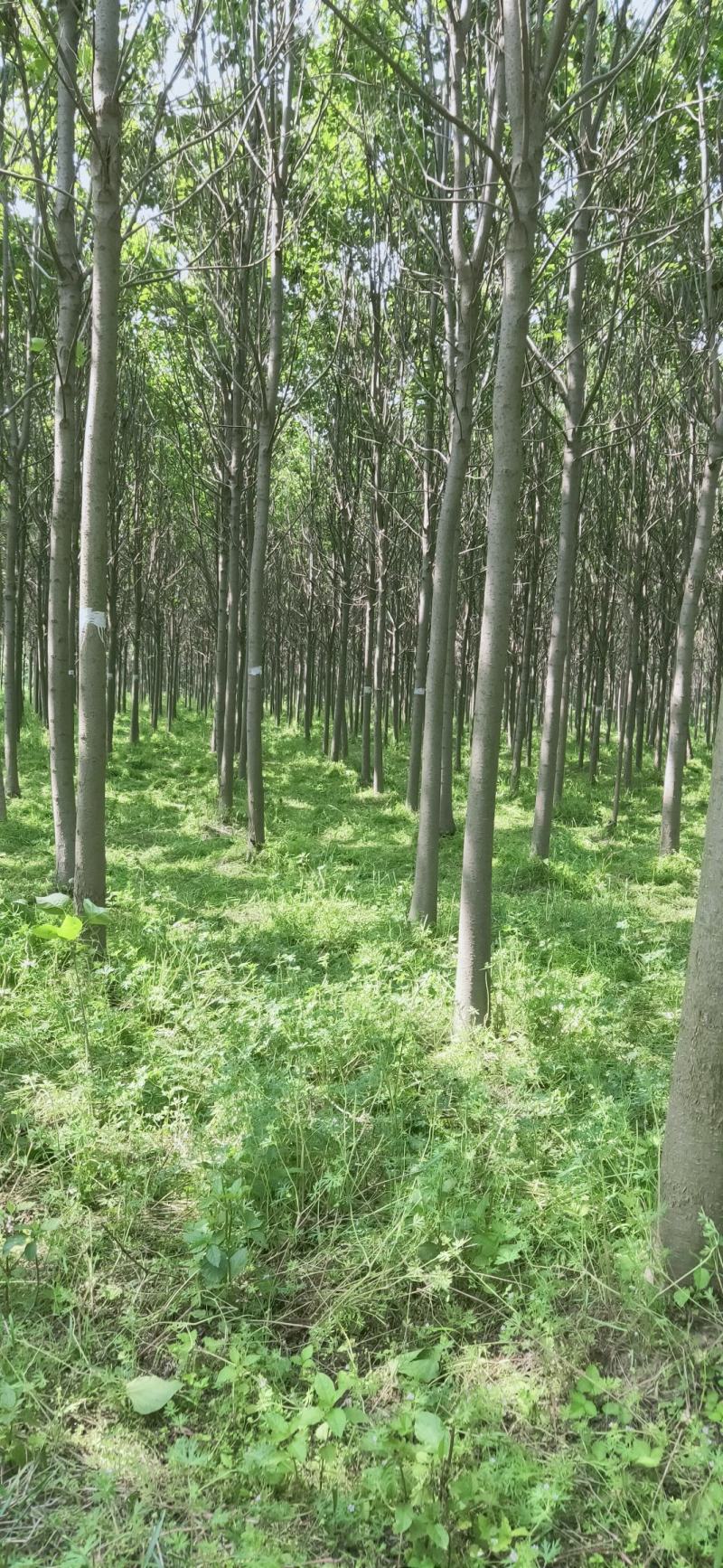 楸树10，12，15，18公分楸树种植基地