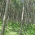 楸树10，12，15，18公分楸树种植基地