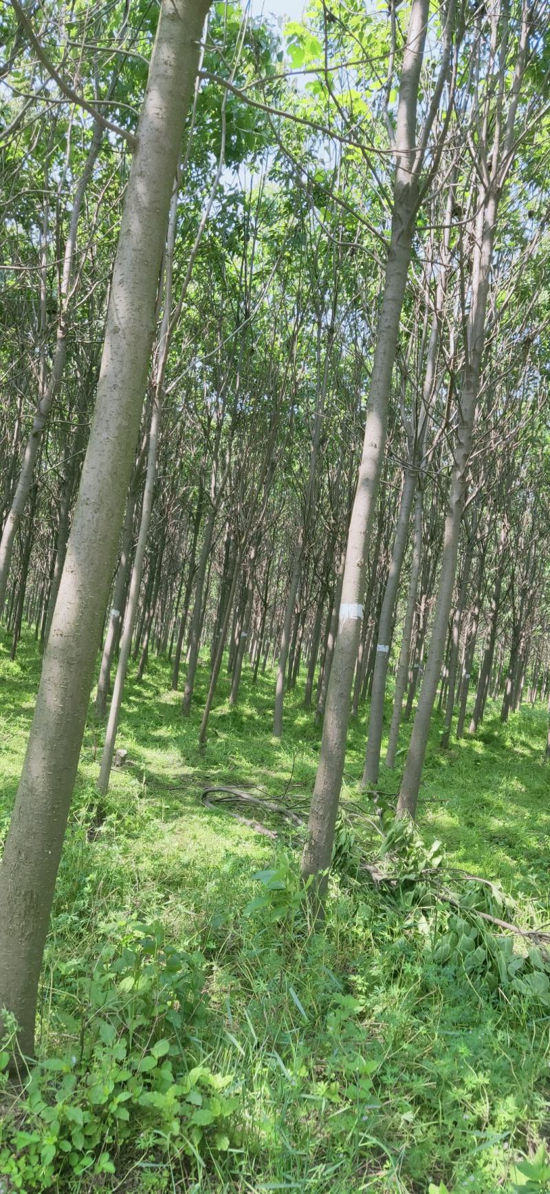 楸树10，12，15，18公分楸树种植基地