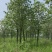 楸树10，12，15，18公分楸树种植基地