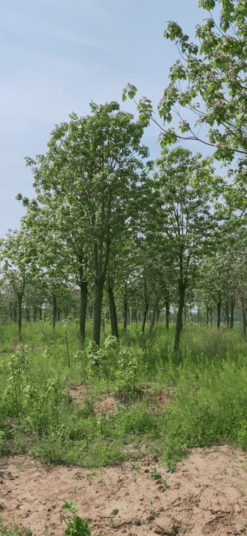 楸树10，12，15，18公分楸树种植基地