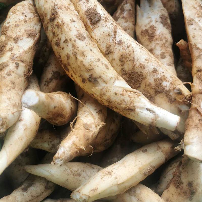广东农家新鲜自种冬粉薯吉芩薯冬笋薯竹蒿薯有机农家新鲜食材