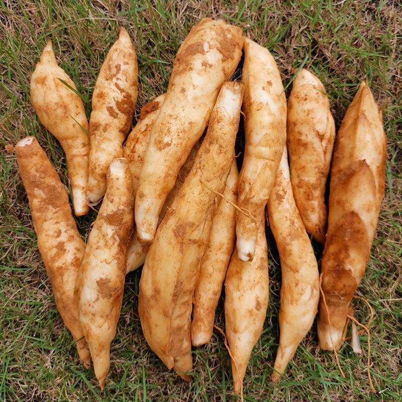 广东农家新鲜自种冬粉薯吉芩薯冬笋薯竹蒿薯有机农家新鲜食材
