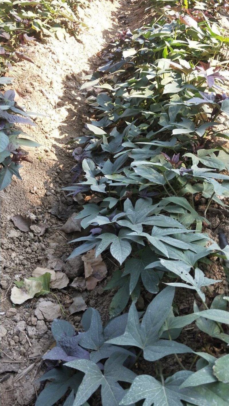 紫薯苗，澳洲紫白，玛莎莉薯苗，蜜薯苗，西瓜红，栗子香