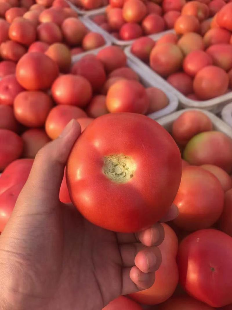 精品“西红柿个头饱满，产地直供，超市直供