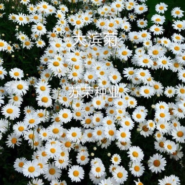 大滨菊种子西洋小滨菊庭院花卉花种籽子阳台盆栽花籽庭院四季