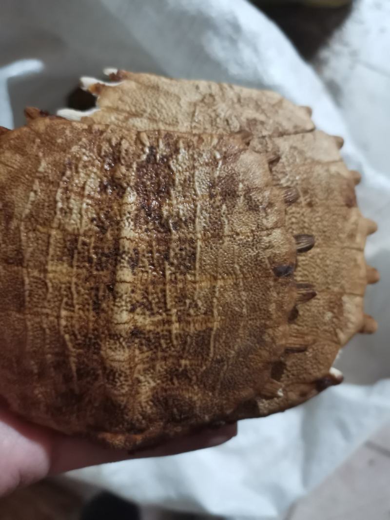 鳖甲湖北无硫熏各种规格一公斤起包邮