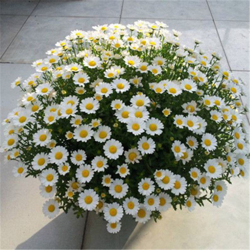 大滨菊种子西洋小滨菊庭院花卉花种籽子阳台盆栽花籽庭院四季