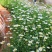 大滨菊种子西洋小滨菊庭院花卉花种籽子阳台盆栽花籽庭院四季